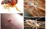What is the difference between lice and fleas?