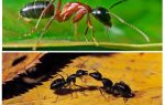 How much does an ant weigh