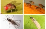 How to get rid of black flies in the kitchen