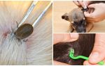 How to remove a tick from a dog at home