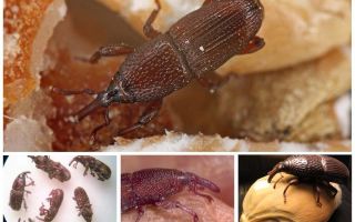 Ambar weevil how to fight