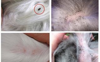 What and how to remove fleas in a rabbit