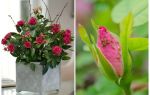 Aphids on roses - how to handle and how to get rid
