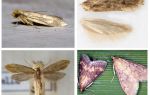 What helps from the moth and its larvae