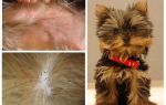 How to get a flea from a Yorkshire terrier