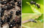 Types of ants in Russia and the world