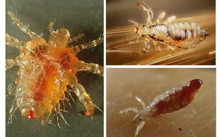 Types and types of lice