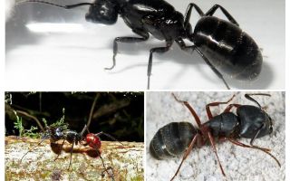 The biggest ants in the world
