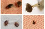 Do bed bugs jump