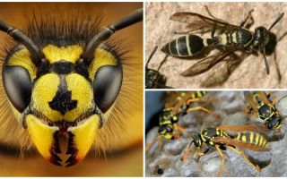 Can wasps see, sleep or fly at night