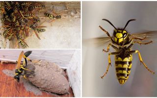 How to get rid of the wasp nest on the balcony