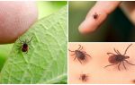 All about ticks