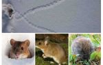 Traces of mice in the snow