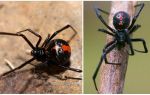 Description and photos of the black widow spider