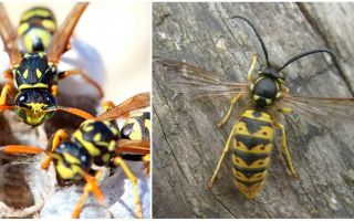 Where and how wasps winter