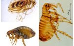 Human fleas: how to look and how to get rid