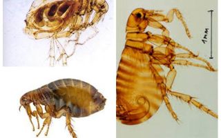 Human fleas: how to look and how to get rid