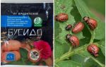 Remedy for Bushido Colorado potato beetle: instructions for use, effectiveness, reviews