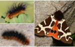 Description and photo caterpillar dipper Kaya