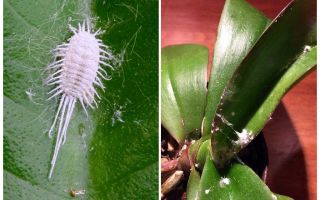 How to deal with mealybug on orchids