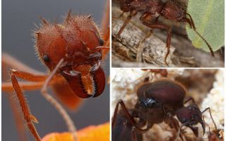 Ants leaf cutters