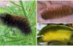 Shaggy caterpillars (fluffy)