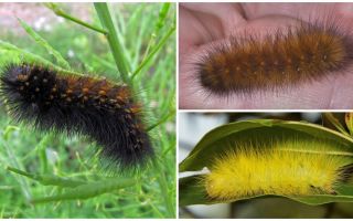 Shaggy caterpillars (fluffy)