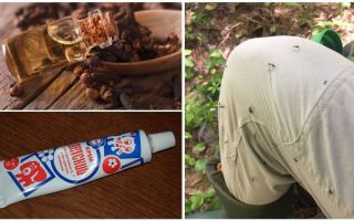 Folk remedies for mosquitoes