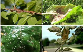 How to get rid of aphids in the trees