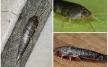 Common silverfish (sugar), how to get rid of in the bathroom and toilet