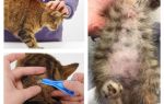 What happens if a cat or a cat licks flea drops
