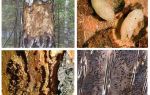 How to deal with bark beetle in a wooden house