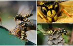 How to get rid of the wasp from the house, apartment, room