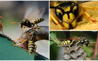 How to get rid of the wasp from the house, apartment, room