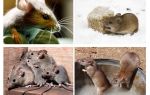 Interesting facts about mice