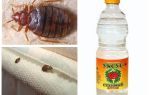 Vinegar against bedbugs in the apartment