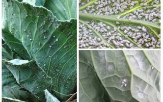 How to deal with the whitefly on cabbage