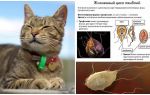 Symptoms and treatment of Giardia in cats