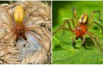 Description and photo of the spider Sak (Heiracantium)