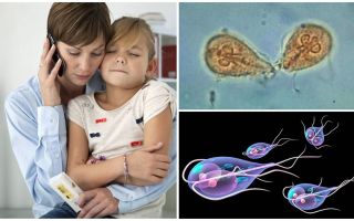 How to treat Giardia in children by Dr. Komarovsky