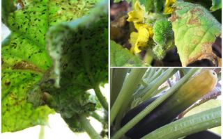 How to get rid of aphids on zucchini