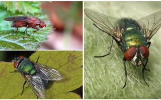 Description and photo of manure fly
