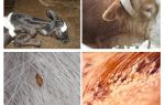 Treatment of lice in cows and calves