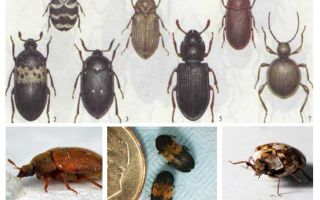 How to get rid of kozheed beetle in the apartment