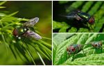 Description and photo of green carrion fly