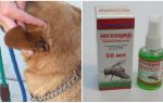 How and what to treat the ears of a dog from flies