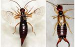 Insects earwigs: photos, description, than dangerous