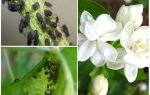 How to get rid of aphids on jasmine