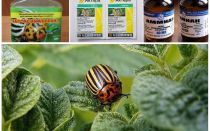How to permanently get rid of the Colorado potato beetle on potatoes and how to poison it
