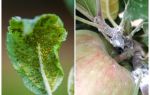 How to get rid of aphids on apple trees